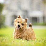 Tuffy’s Brown Dogs