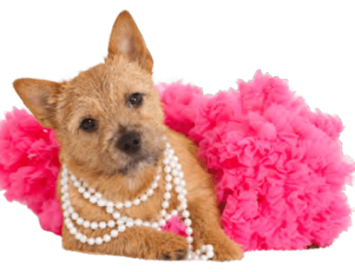 How to Submit an Ad for the 2026 National Specialty Catalog!