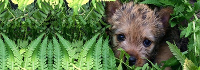 Norwich Fern 1900×663