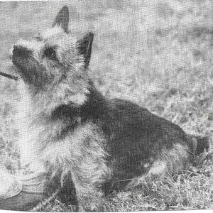 83_chidley stillman