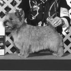 2004_Cat N hat#