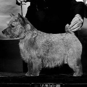 DOC122817 DOG SHOW PHOTO (1)